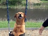 Look at this Dog's Reaction when Her Dad Put Her in a Swing. We Couldn't Stop Laughing!