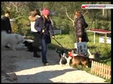 TG 19.12.11 Cani 'modelli' sfilano a Valenzano: 