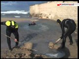 TG 22.12.11 Bari: non ce l'ha fatta il delfino spiaggiato a Fesca