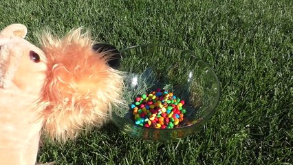 Spiderman vs DOCTOR! HAVE A STOMACHACHE w/ Masha and the Bear and Spiderman PRANK TOILET