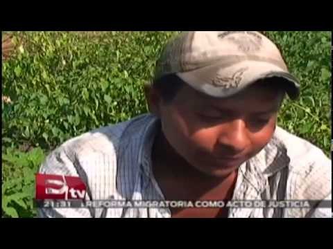 En Guanajuato explotan a niños jornaleros que trabajan en malas condiciones / Todo México