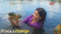 Pinas Sarap: Kara David, susubukang humuli ng giant mud crabs sa Capiz