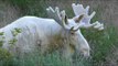 Rare White Moose Spotted Grazing in Sweden