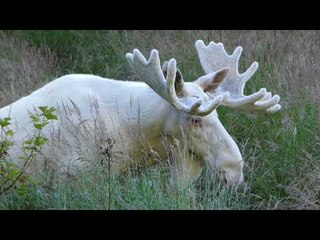 Rare White Moose Spotted Grazing in Sweden