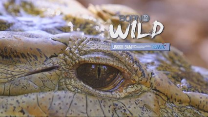 Born to be Wild: Philippine crocodile sighting sa Isabela