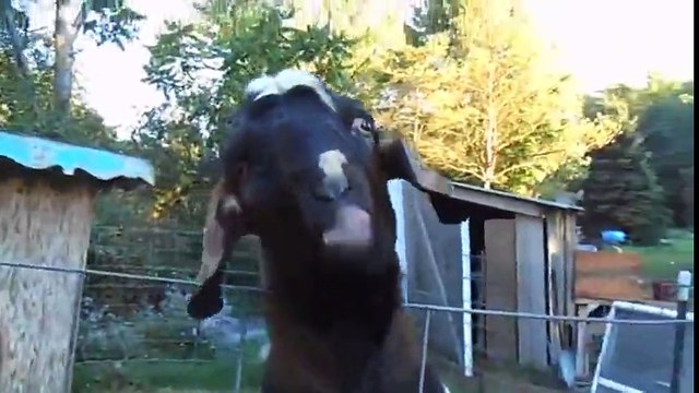 Değişik Tepkiler Veren Bir Değişik Keçi