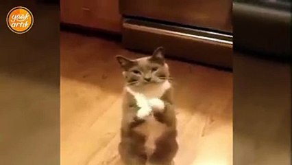 Derdini çok iyi anlatan hayvanlar