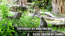 Amazing monkey groups meeting near angkor wat temple