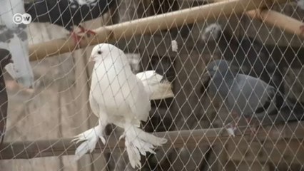 Bağımsızlık günü faturasını kuşlar ödüyor
