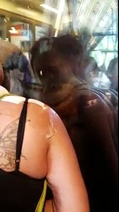 Un singe fixe le cou de cette femme, ce qu’il fait ensuite est inexplicable et vraiment touchant…