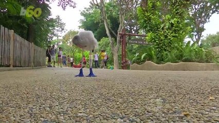 Adorable Baby Flamingo Gets to Stroll Around Park in Cutest Blue Booties