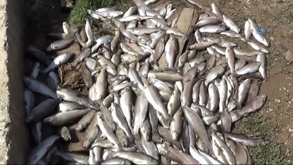 Sel Felaketinde On Binlerce Balık Telef Oldu