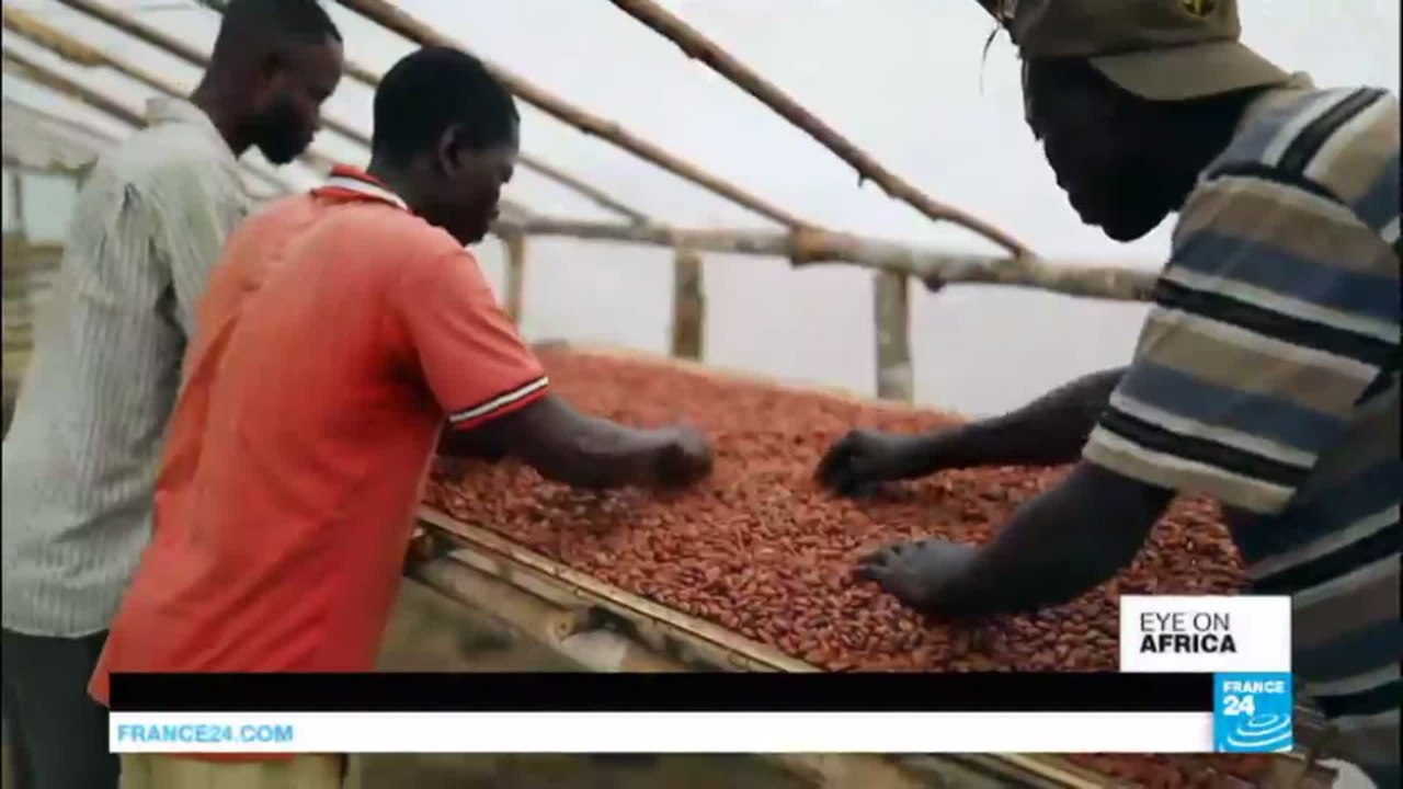 Congolese cocoa farmers band together to improve conditions and revenue