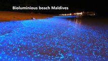 Bioluminescent beach Maldives Glowing beach in Maldives || Sea that glows