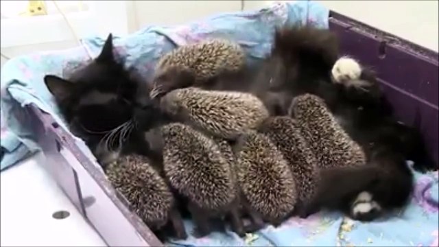 Huit hérissons orphelins recueillit par un chat... Dingue et magnifique