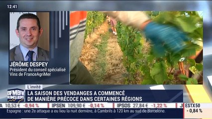 "On a attaqué les vendanges, elles sont exceptionnelles, 15 jours en avance", Jérôme Despey -18/08