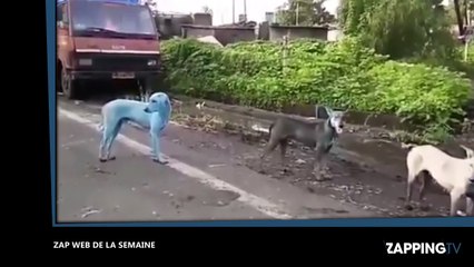 Zap Web : Un chien bleu, une tentative de carjacking, un défi fou avec une pizza… (Vidéo)