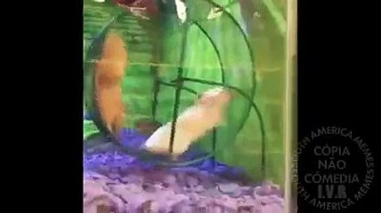 EU VOU CAIR - HAMSTER _ South America Memes
