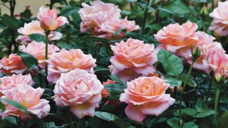 Beautiful Rose Flowers ।Top 10 Most Beautiful Flowers।Top10MIX