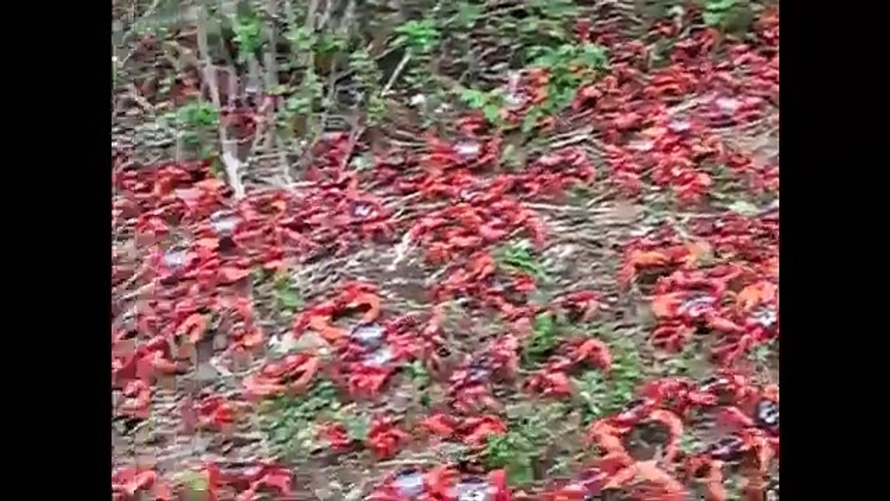 50 triệu chú cua đỏ Úc  “hành quân” từ hang của mình ra biển trong mùa sinh nở.