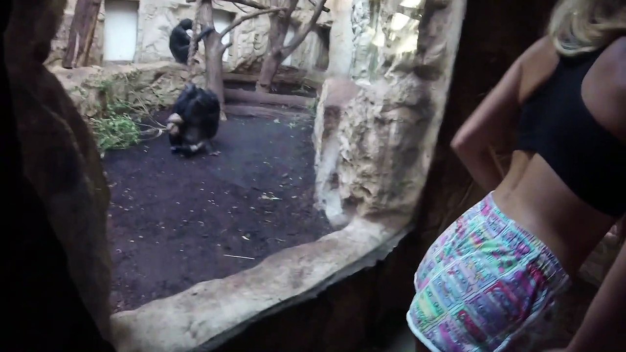 Elle fait un twerk pour attirer des chimpanzés dans un zoo ! LOL