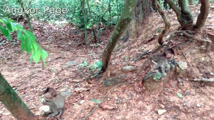Life Of Cavan With Mom Carbzilla Episode 15 Baby Monkey Cavan Anxious To Eat