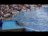Show de Ballenas Orcas amaestradas