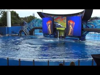 Salto coordinado de dos ballenas orcas