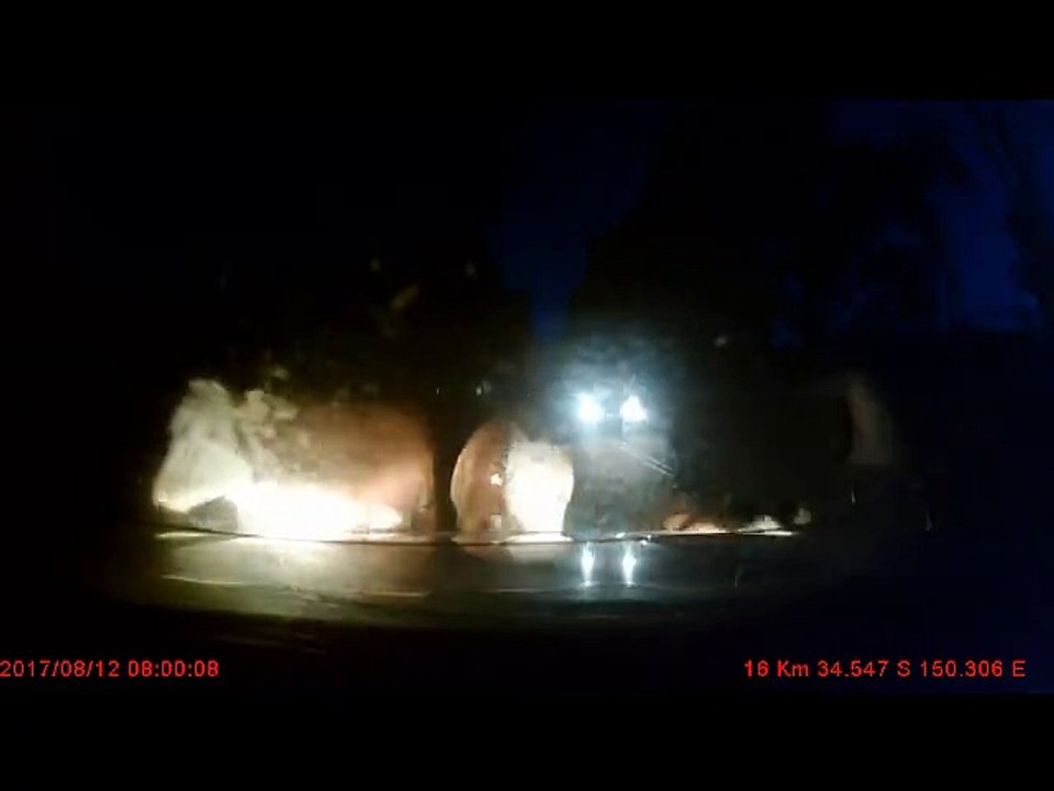 Cows Jump at Car