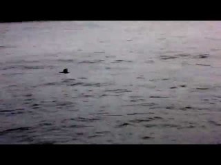 Vuelo rozando el agua