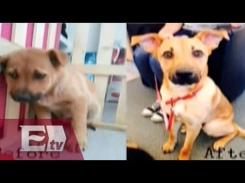 Fotos de perros antes y después de ser adoptados / Entre mujeres