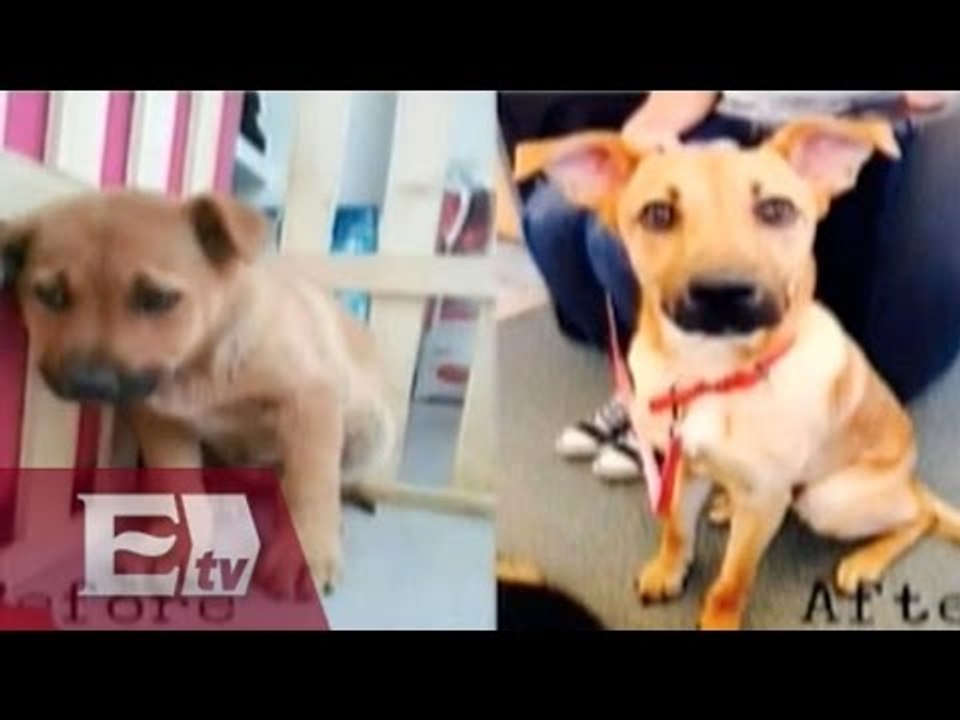 Fotos de perros antes y después de ser adoptad...
