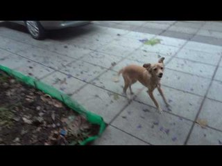 Alegría de perro, entiende que va a pasear en automovil