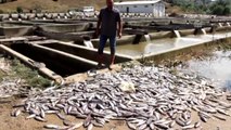Sel Yüzünden Yüz Binlerce Balık Telef Oldu