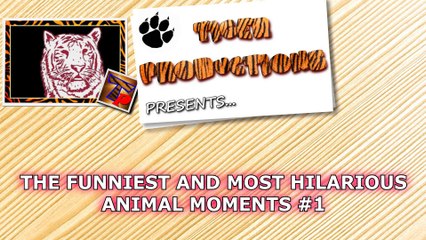 The funniest and most hilarious ANIMAL videos  - Funny animal compilation - Watch & laugh!