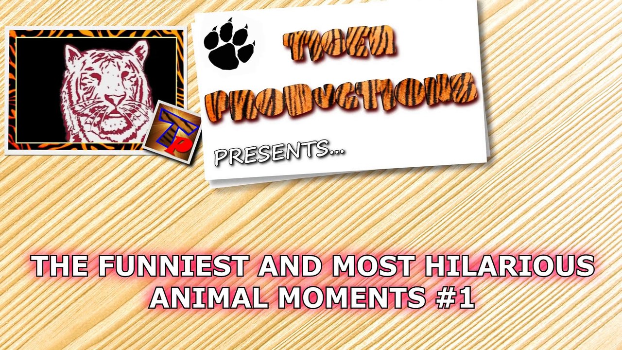 The funniest and most hilarious ANIMAL videos  - Funny animal compilation - Watch & laugh!