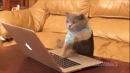 Aaron's Animals NEW VIDEO COMPILATION 2017    FunnyVines[1]