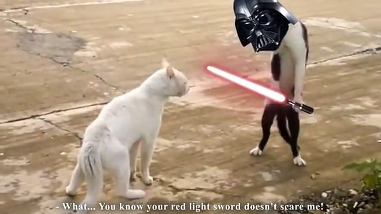 Hilarant ces chats lol :)