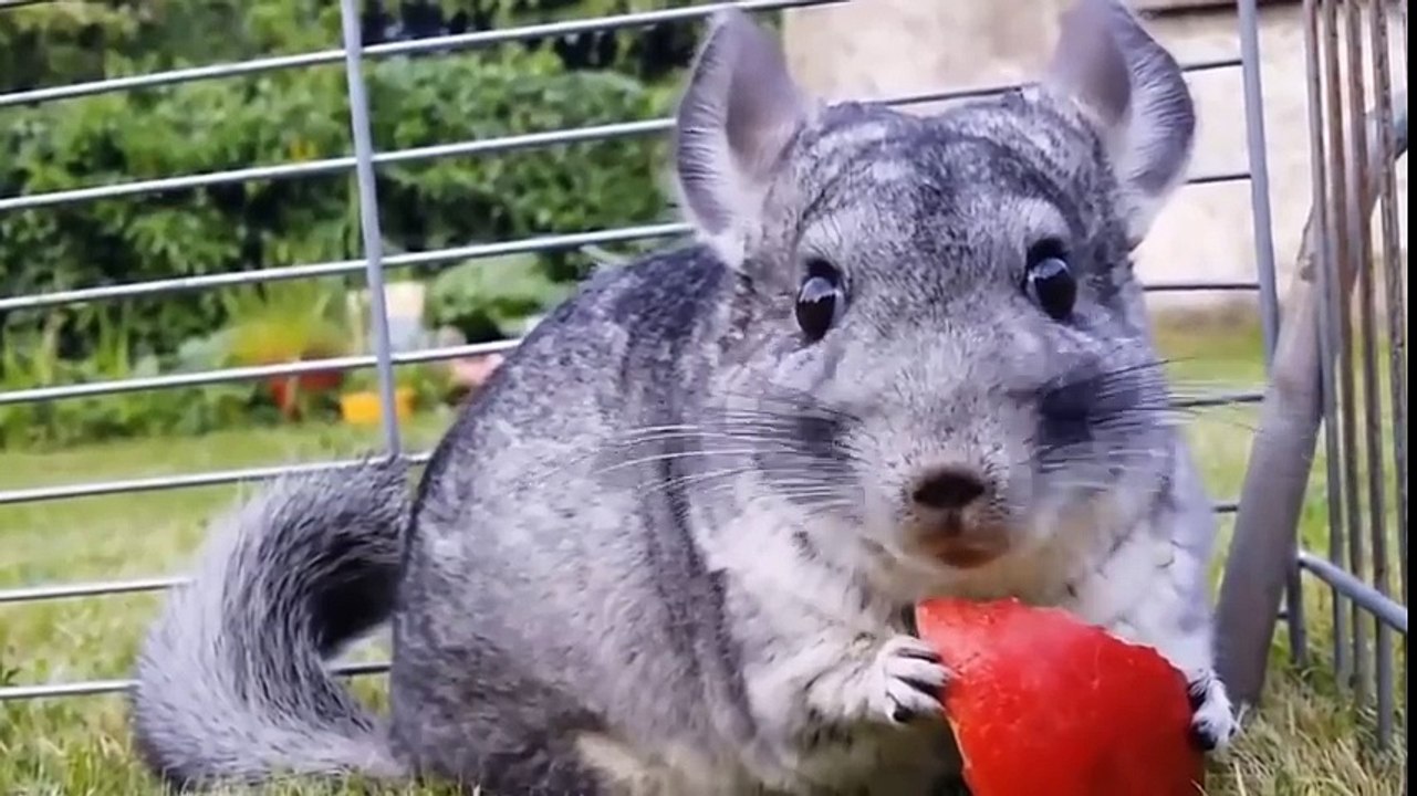 Le monde des Animaux