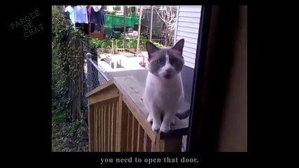 Quand ton chat veut rentrer a la maison