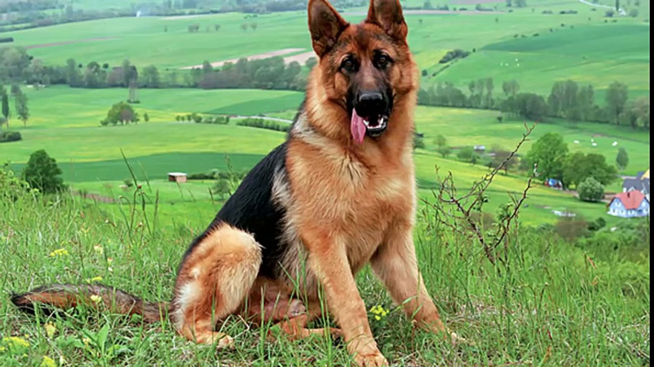 Animaux qui ont sauvés des Humains ! TOP 10