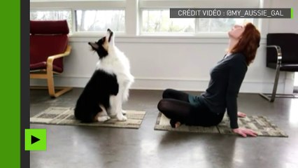 Des exercices de yoga pour vous et…votre chien !