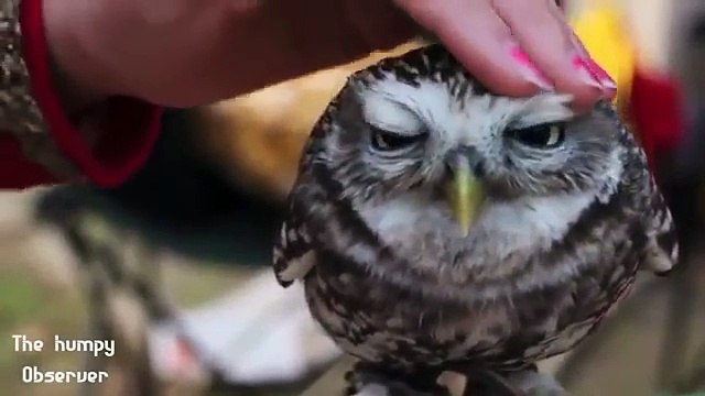 Trop mignons ces bébés Animaux !