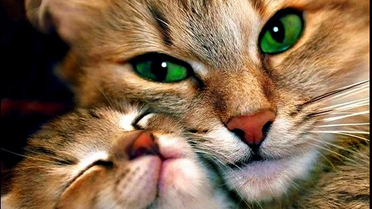 Ces chats ont sauvés ces Humains !