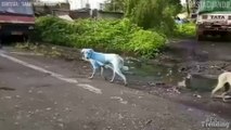 La desgarradora razón por la que estos perros en India son de color azul