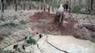 Four Baby Elephants Rescued From Water Pit