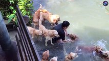 Golden Retrievers TRICKED By Owner Jumping Into Lake