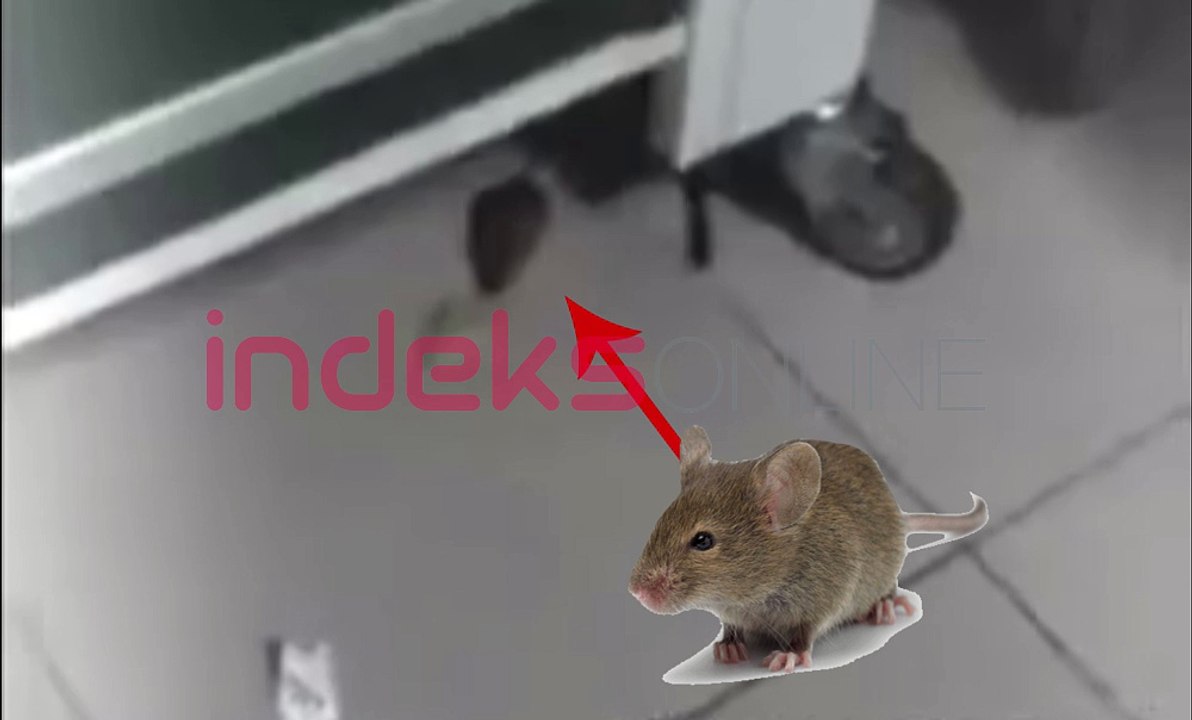 Miu në spitalin e Ferizajt