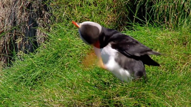 Hunting Puffins On The Edge Of A Cliff In Iceland Gordon Ramsay