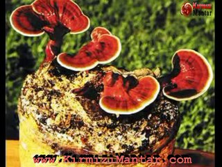 Kansere Karşı Tek Doğal Bitki